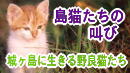 島猫たちの叫び　城ヶ島に生きる野良猫たち